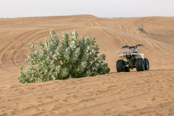 Quad bike at a bush in the desert