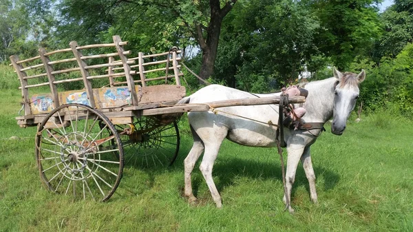 Horse with wooden cart