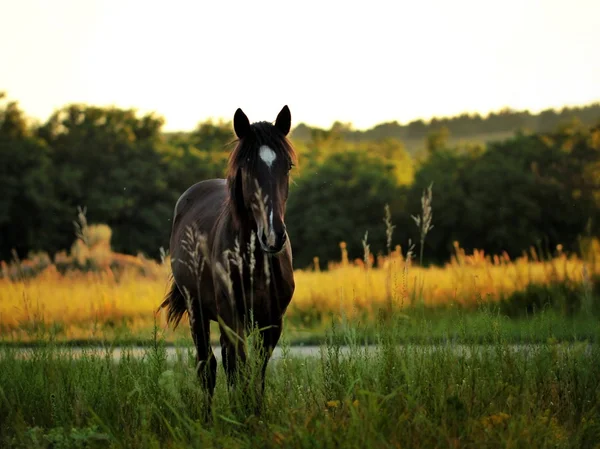 Brown horse in grass at sunset