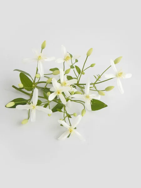 Beautiful white   flower on black background