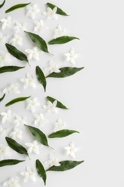 Beautiful white gardenia  flower on white  background