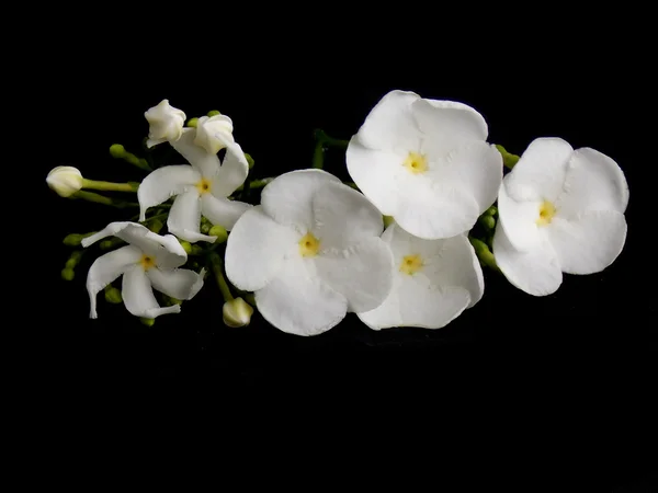 Beautiful white gardenia flower on black  background