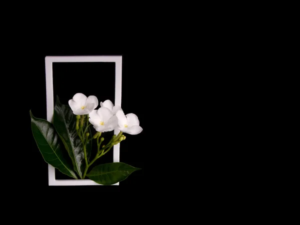 Beautiful white gardenia flower on black  background