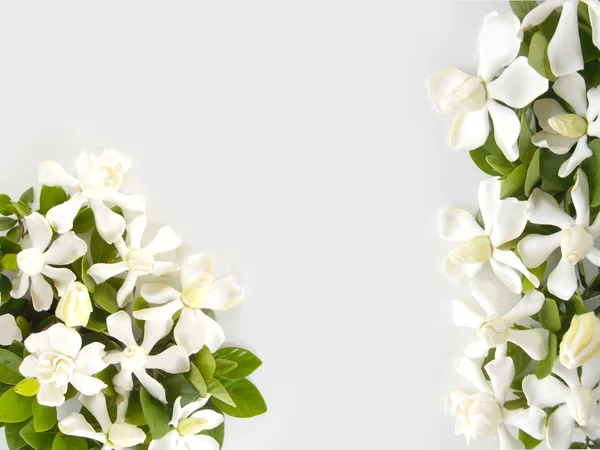 Beautiful white gardenia  flower