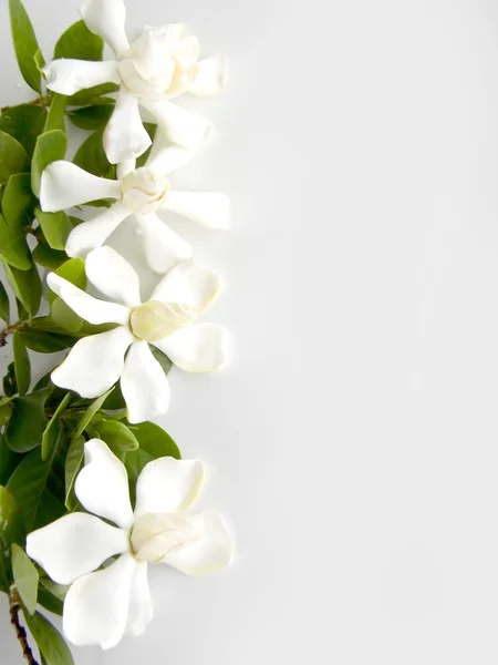 Beautiful white gardenia  flower