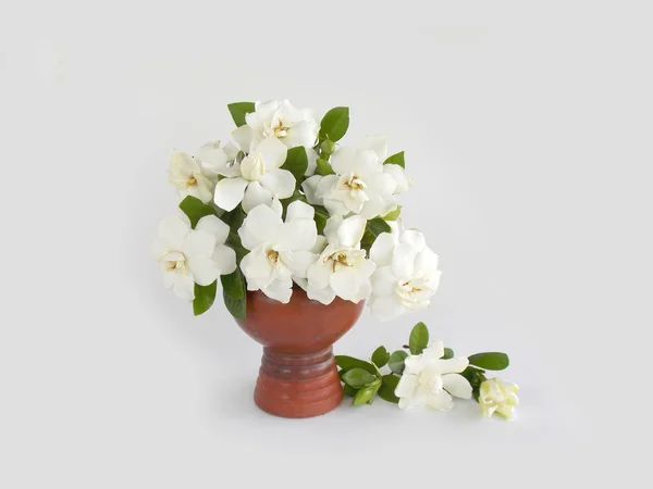 Beautiful white gardenia flower   on white background