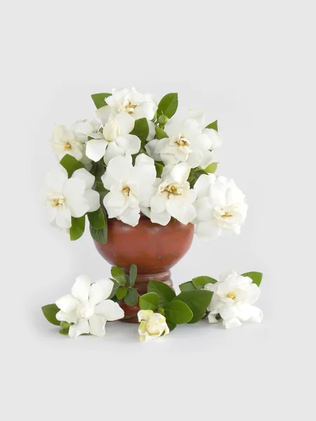 Beautiful white gardenia flower   on white background