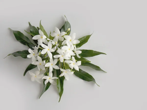 Beautiful white gardenia flower on white background
