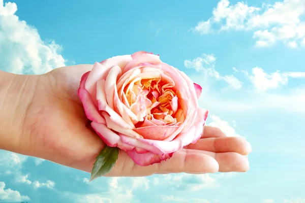 Beautiful rose in human hand on sky background