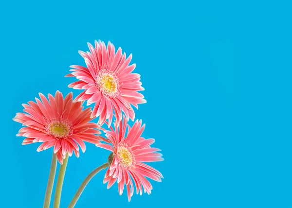 Beautiful pink gerbera flower on white background