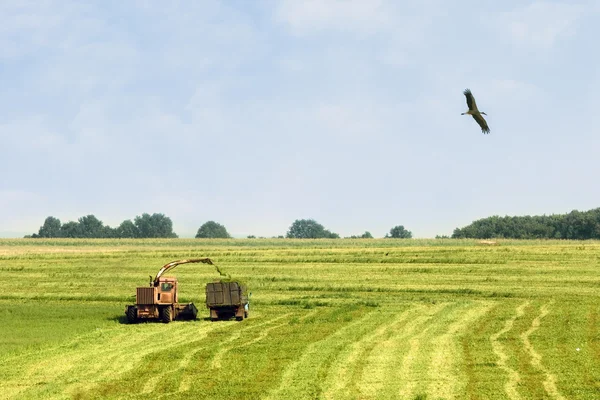 Agricultural work on the harvest