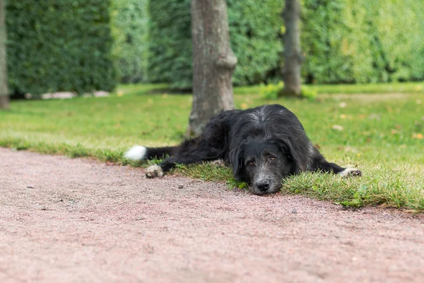 Lonely black dog with sad eyes is laying and waiting someone in the park.
