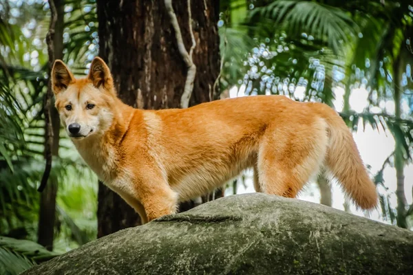 An alert wild dingo near Alice Springs, Northern Territory, Australia