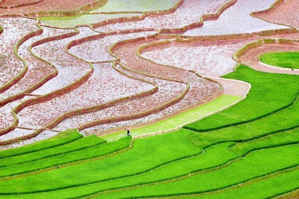 Rice fields on terraced and water of Mu Cang Chai, YenBai, Vietnam. Rice fields prepare the harvest at Northwest Vietnam.Vietnam landscapes.