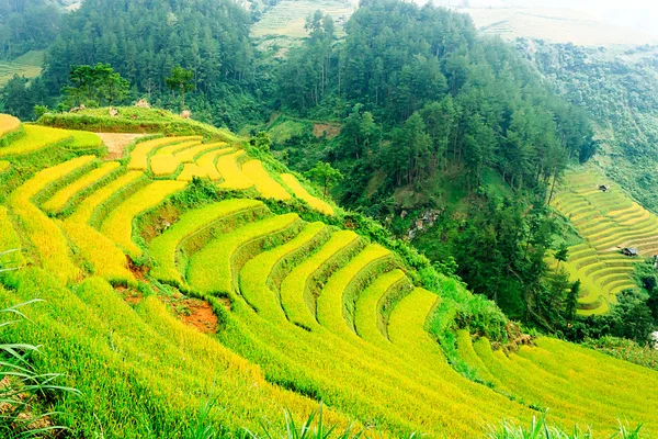 Rice fields on terraced of Mu Cang Chai, YenBai, Vietnam. Rice fields prepare the harvest at Northwest Vietnam.Vietnam landscapes.