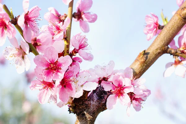 Branches with beautiful pink flowers (Peach) against the blue sky. Selective Focus.