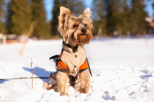 Yorkshire terrier sitting in the snow wearing overalls.