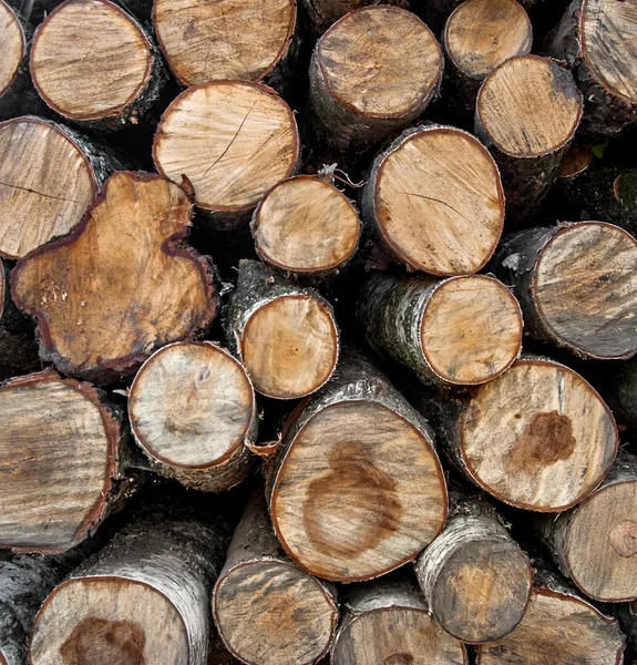 Wooden logs. Timber logging in autumn forest.