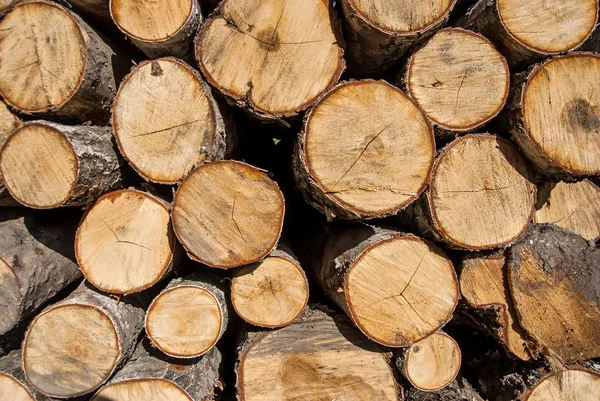 Wooden logs. Timber logging in autumn forest.