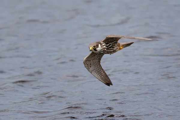 A Hobby falcon flying low