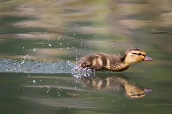 Mallard Duckling chasing insects