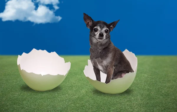 Dog seating inside a cracked egg