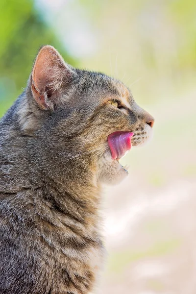Cat with mouth open licking lips