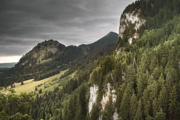 The Forest near the Neuschwanstein Castle