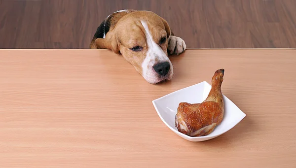 Dog in front dish on table and looking piece chicken