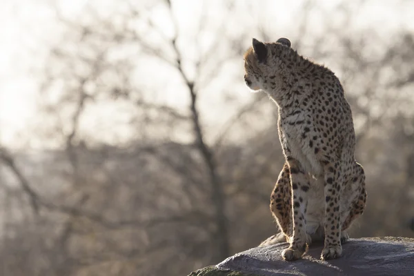 Cheetah looking into the distance
