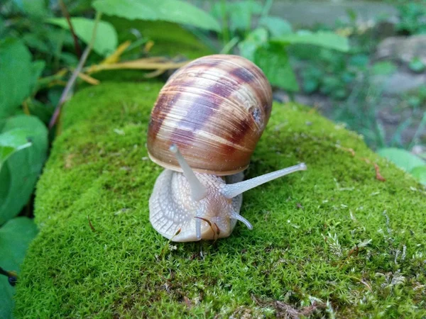 Snail on green moss