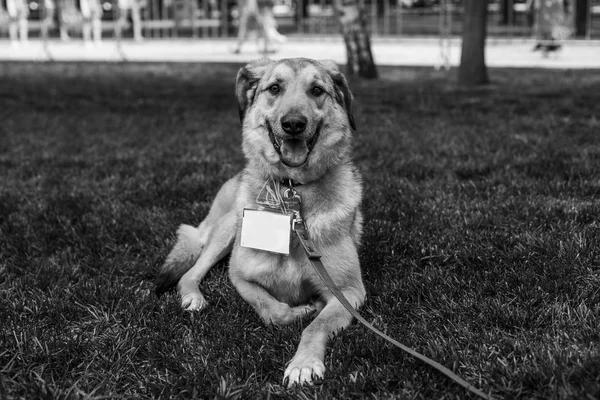 Shelter dog portrait