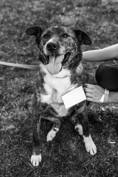Shelter dog portrait
