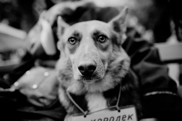 Shelter dog portrait