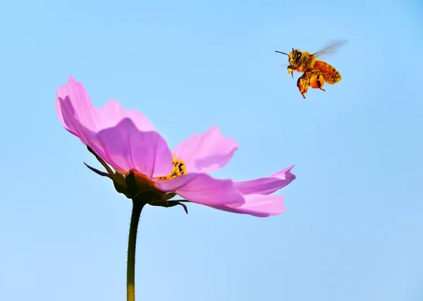 A honeybee flying on a flower.
