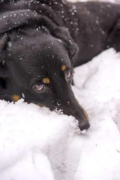 Black dog enjoying the winter snow