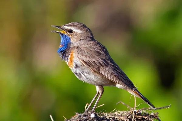 Beautiful bird male bluethroats singing in the green grass song