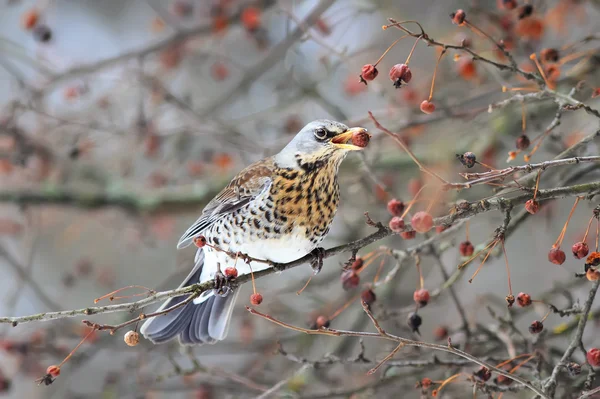 Bird Blackbird Fieldfare eating the juicy berries on a branch of Rowan in winter