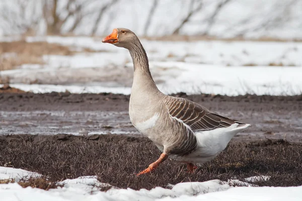 Gray goose walking in grass and snow