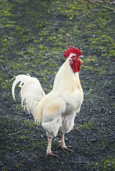 White rooster sings at dawn standing on the green grass on the farm