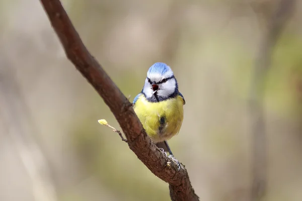 Bird blue tit sings the song in the spring on a branch of blossoming pussy willow fluffy