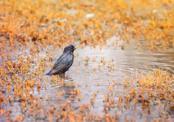 The black bird is a Starling drinking water and swims on flooded meadows in a bright Sunny spring day