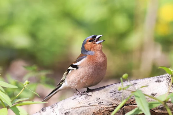 Bird Chaffinch sings in the spring Park attracting a female