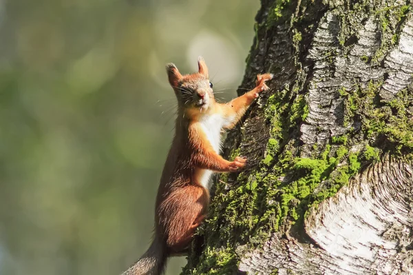Red squirrel in the Park collecting seeds on a tree in autumn