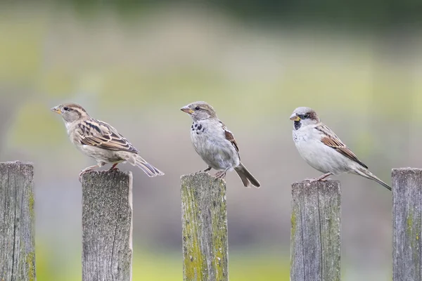 Three birds Sparrow flew to the old wooden fence