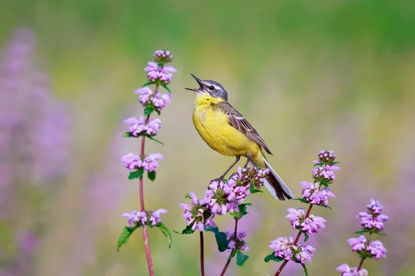 The yellow Wagtail sings on summer meadow