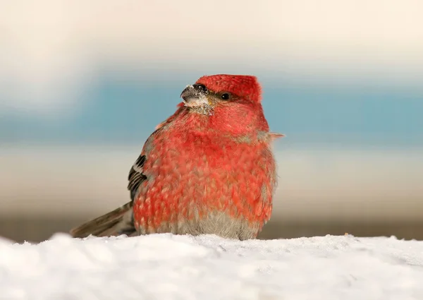 Bird Shchur among winter berries and snow