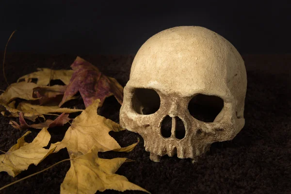 Still life human skull and maple leaf