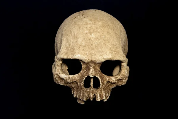 Primate skull isolate black background