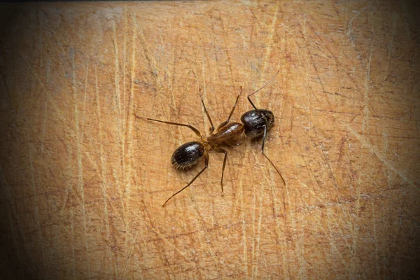 Top view of the big black ant on old wooden